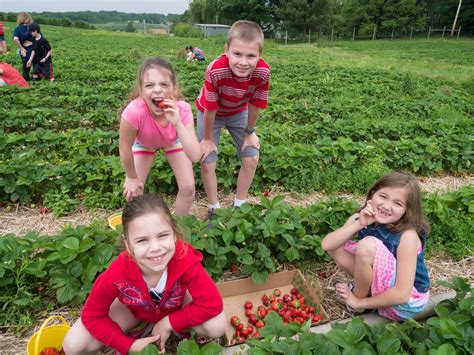 Strawberry picking