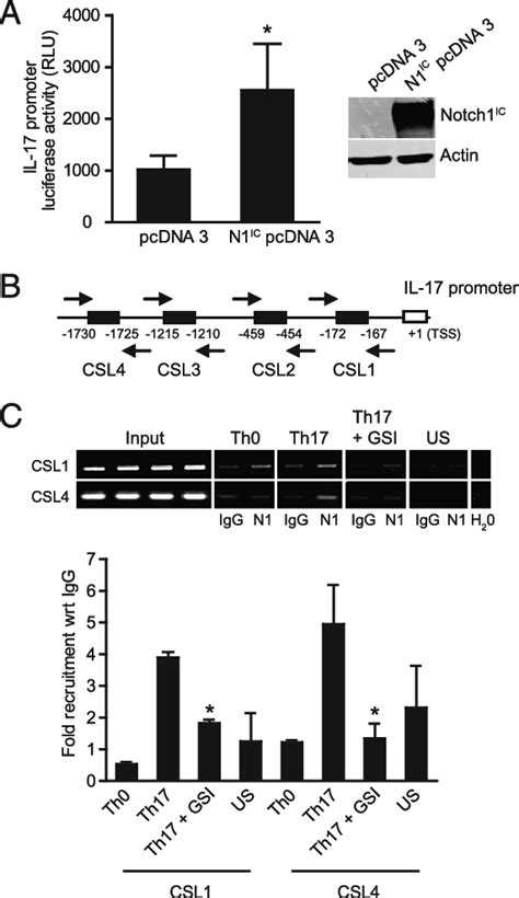 Notch1 Regulates Human Il 17 Promoter Activity A Hek 293t Cells Were