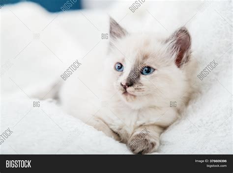 25 Mèo Trắng Dễ Thương Cute White Cats With Blue Eyes Cập Nhật Mới Nhất