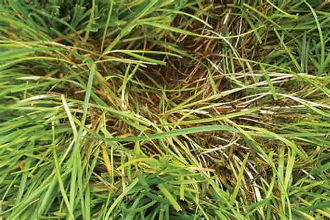 Kbg Vs Tall Fescue Grasses Qualities For Choice Pictures