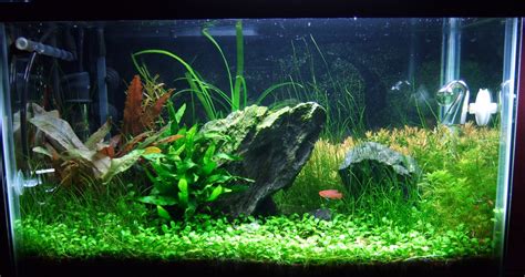 10 Gallon Aquascaping journal - Page 3 - Aquascaping - Aquatic Plant ...