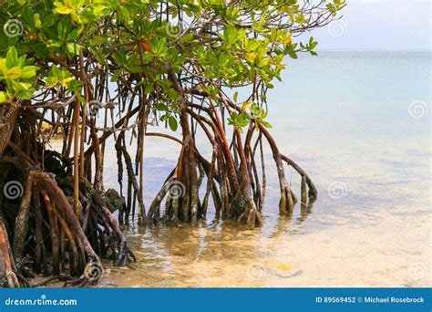 Mangroves In The Florida Keys Stock Photo Image Of Destination