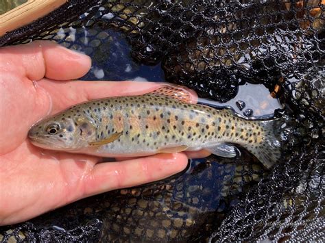 Native Trout Fly Fishing Quin River Cutthroat Trout