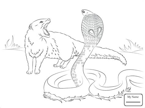 Cobra Coloring Page At Getcolorings Free Printable Colorings