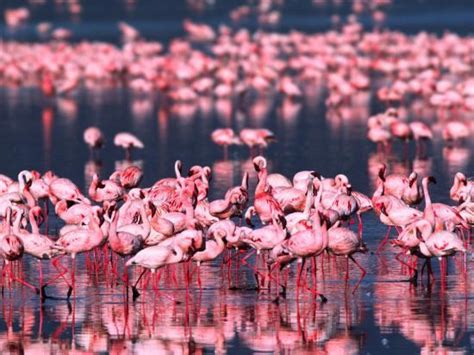 'Lesser Flamingos, Lake Nakuru, Kenya' Photographic Print - Charles ...