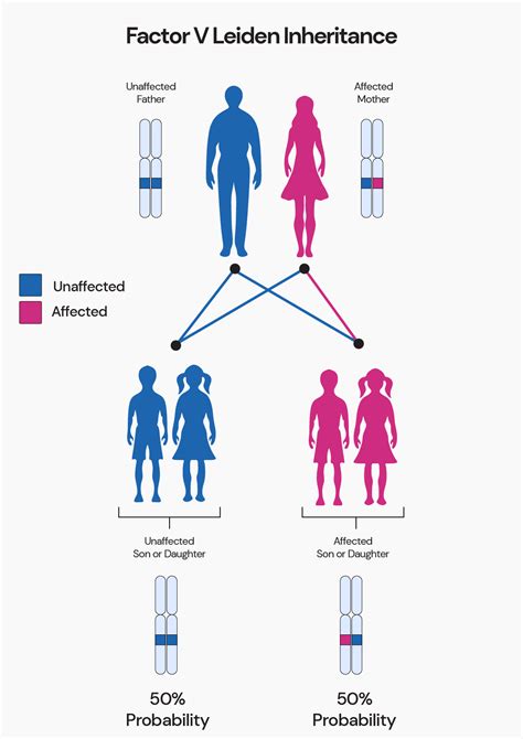 Hereditary Thrombophilia Science Of Excessive Blood Clotting