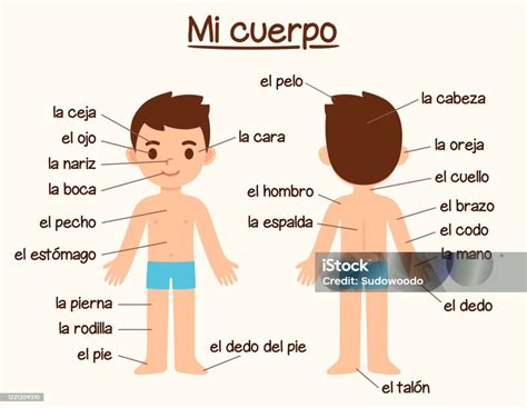 Body Parts In Spanish Stock Illustration Download Image Now Spanish