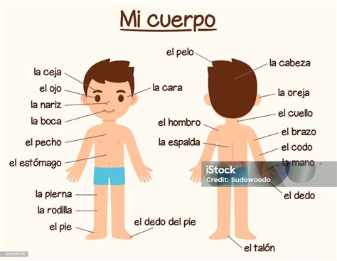 Parts Of The Body In Spanish Diagram