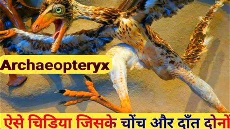 Archaeopteryx In Hindi Rchaeopteryx Fossil Archaeopteryx Meaningarchaeopteryx