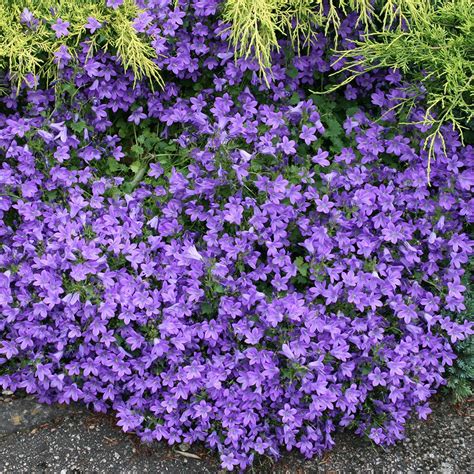 Opiniones de campanula