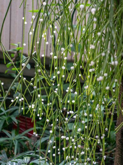 Mistletoe Cactus Care - Tips For Growing Rhipsalis Plants