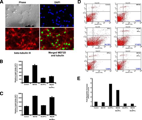 PP1 Blocks The Prosurvival Effect Of MEF2 In Primary Hippocampal