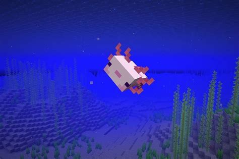 Как ловить Аксолотля в Minecraft - CQ