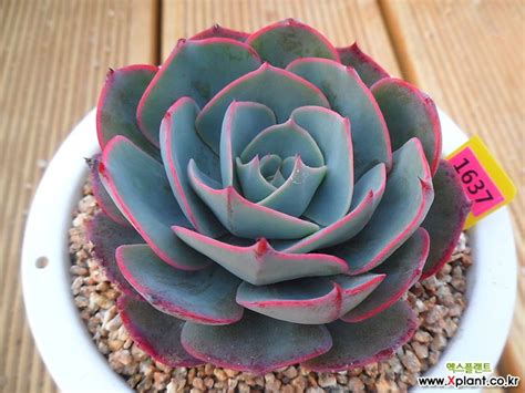 Echeveria Ami Star Succulents In Containers Cacti And Succulents