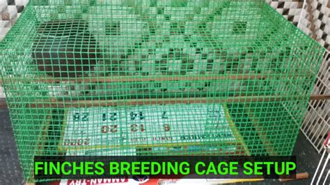 Finches Breeding Cage Setup In Tamil Youtube