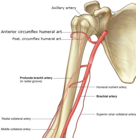 Visual Anatomy 視覚解剖学