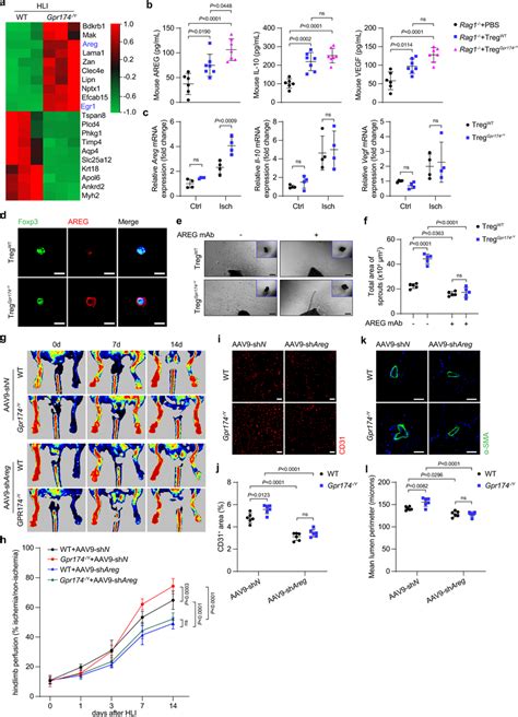 Gpr Regulates Neovascularization By Inhibiting Areg Expression In