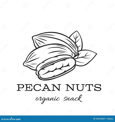 Hand Drawn Pecan Nuts Stock Vector Illustration Of Hand 103743541