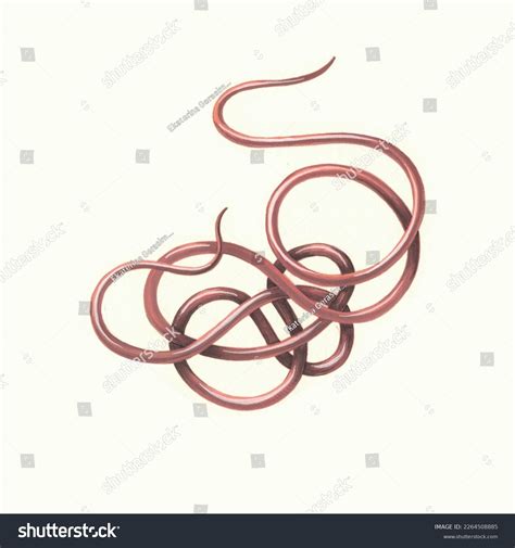 10 Gordian Worm Images Stock Photos And Vectors Shutterstock