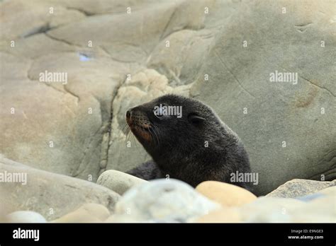 New Zealand sea lion Stock Photo - Alamy