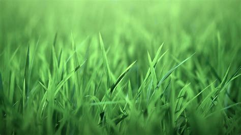 🔥 Download Green Grass Wallpaper  By Wstevenson16 Grass