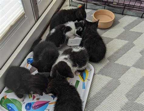 Derby Rspca Appeal After Seven Kittens Dumped In Cat Carrier Bbc News