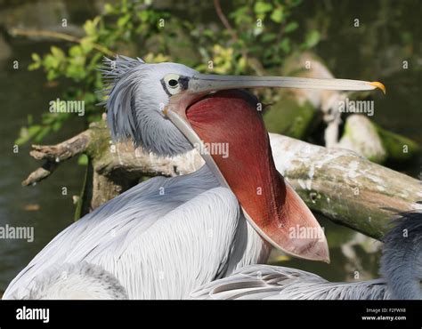 Pink Backed Pelican Pelecanus Rufescens Native To Sub Sahara Africa