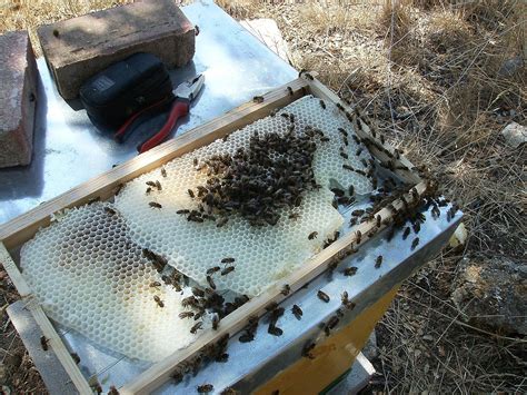 Comunidad de foros de Apicultura - panales fuera de los cuadros ... 