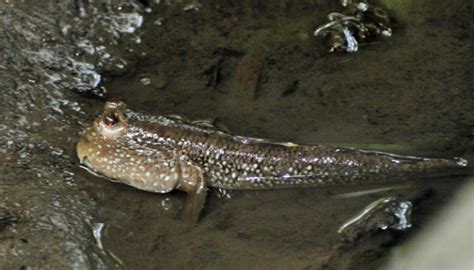 Ikan Tempakul Ikan Yang Juga Dapat Berjalan Di Darat Foto