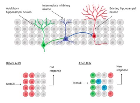 Adult Neurogenesis How Do We Learn And Remember — Pi Media