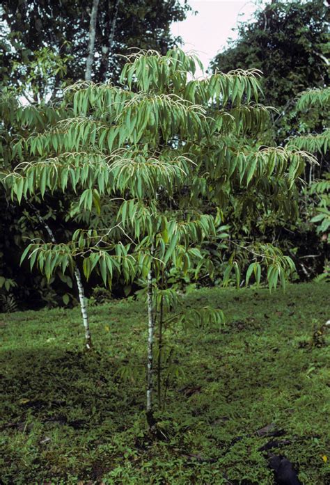 Piper Piperaceae Image At Phytoimages Siu Edu