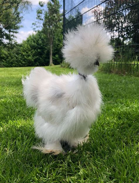 Bearded Silkie Showgirl Silkie Chickens Silkies Showgirls Poultry