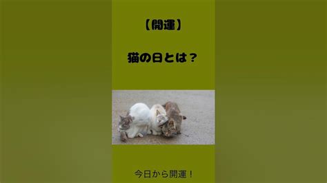 【猫の日で開運】2月22日は猫にまつわるアクションで運気を上げよう！ 2月22日 猫の日 タイガーアイ 豪徳寺 今戸神社 笠森観音 招き猫 猫塚 芦田イングリット 今日から