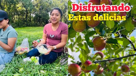 VEAN COMO SE COSECHAN LAS MANZANAS Aprovechamos Para Comer Algunas