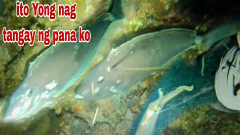 Ep Ito Yong Nag Tangay Ng Pana Ko Night Spearfishing Youtube