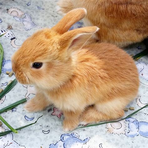 Tiny Baby Bunnies That Is All Hop To Pop