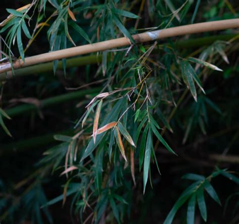 The Bamboo Experts in Norwich | Dr Stump