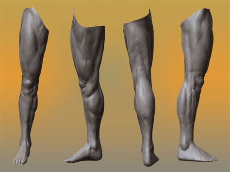 Leg Anatomy Human Anatomy Zbrush Legs Attachment Image Search