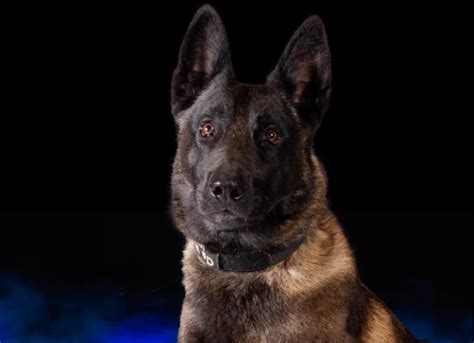 Arnold Police K 9 Dies From Heat Exhaustion Left In Running Vehicle