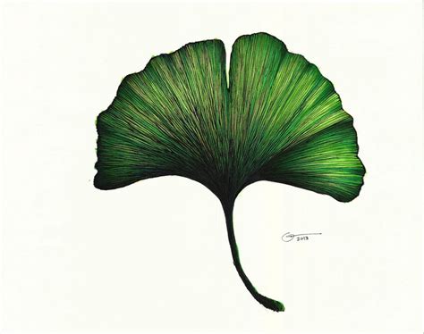 Ginkgo Leaf By Benevolent Angel94 On Deviantart Leaf Art Leaf