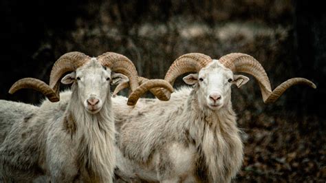 Ram Hunts In Texas Cedar Cove Ranch