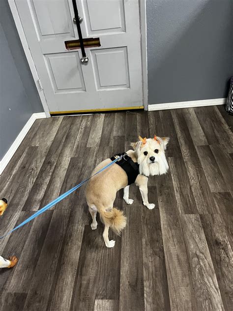 The Last Groom Rdoggrooming