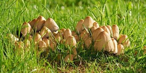 Types Of Lawn Mushrooms | Lawn.com.au