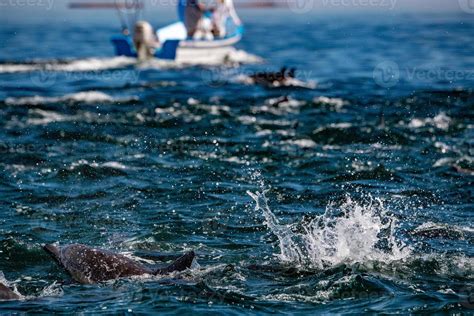 common dolphin pod jumping outside the ocean 12205178 Stock Photo at ...