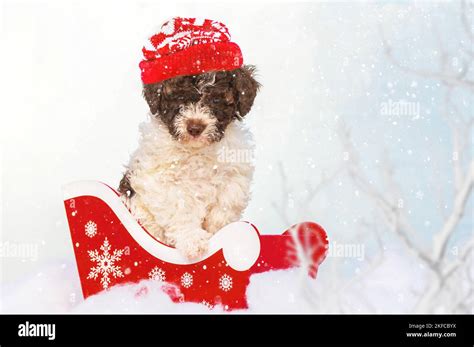 Lagotto Romagnolo Puppy Stock Photo - Alamy