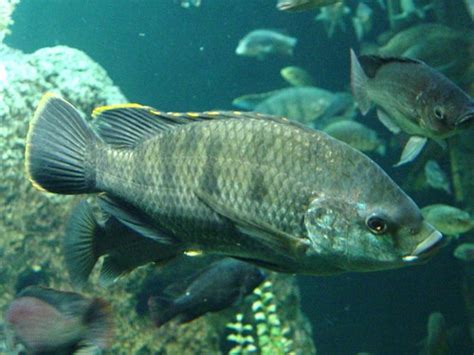 Oreochromis variabilis