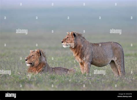 Male Lions Panthera Leo Hi Res Stock Photography And Images Alamy