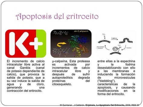 Metabolismo De La Bilirrubina PPT