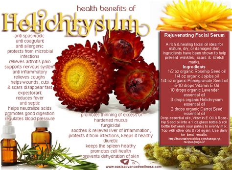 Health Benefits Of Helichrysum Helichrysum Essential Oil Oils