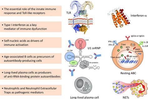 Pathogenesis Of Systemic Lupus Erythematosus Risks Mechanisms And